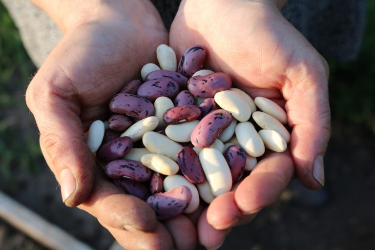 Read more about the article Beans beans beans…